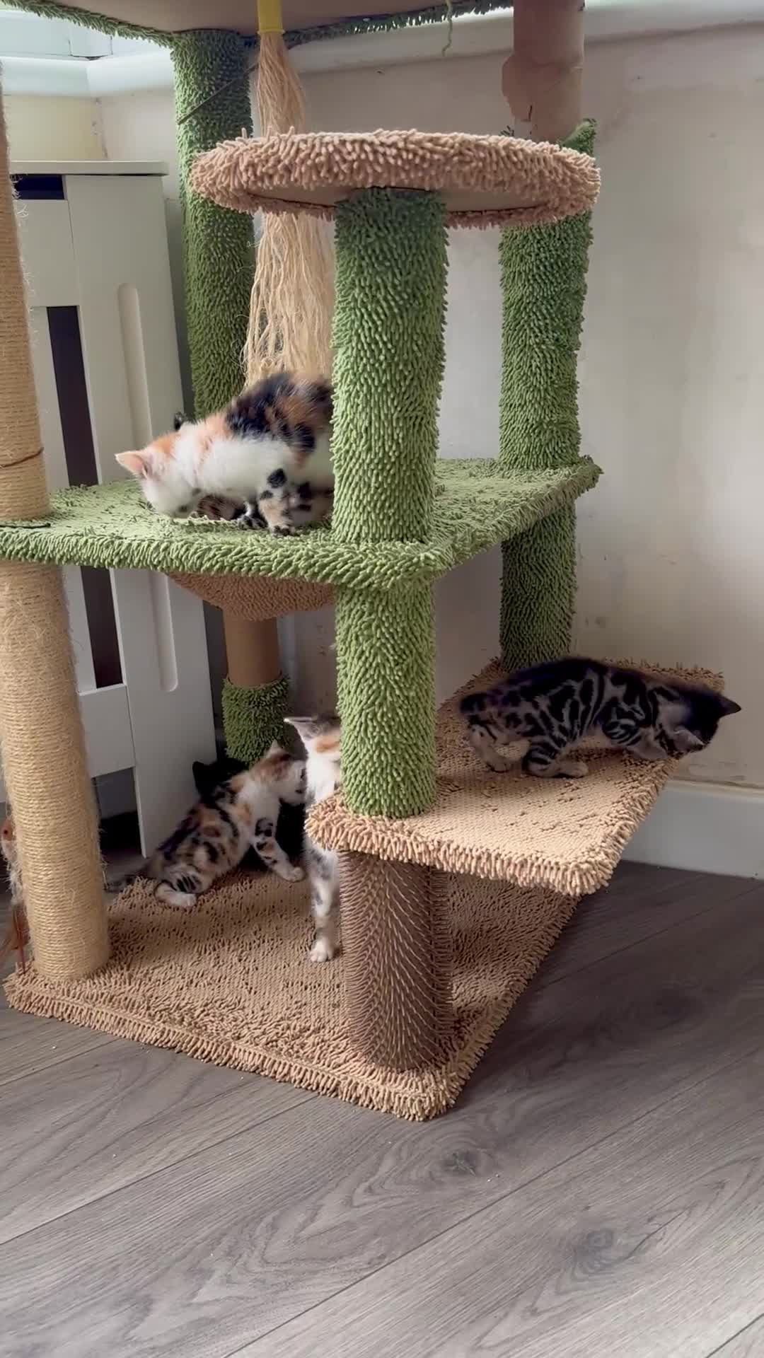 Bengal cats for sale: Bengal kittens 4 pure bangals 5 bengal x kittens - Video 2