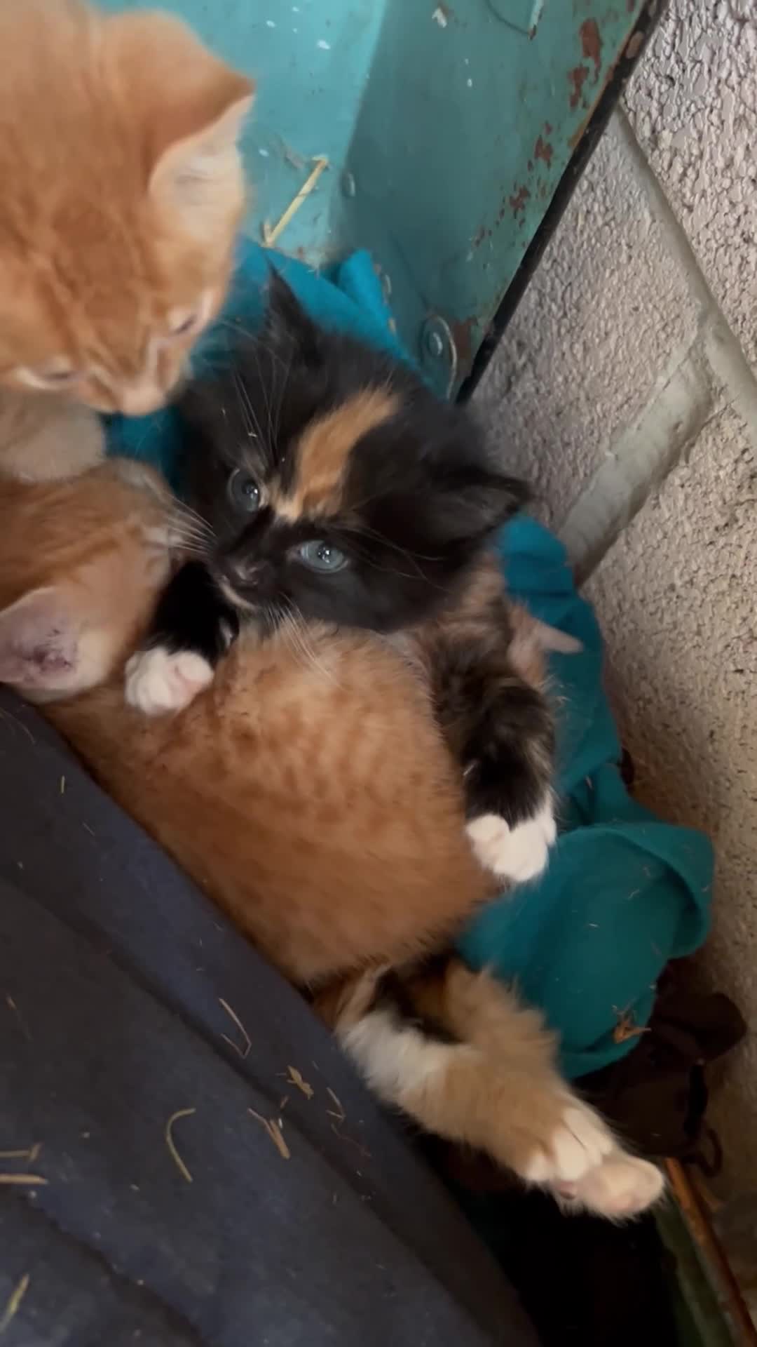 Mixed Breed cats for sale: Ginger girls  - Video 2