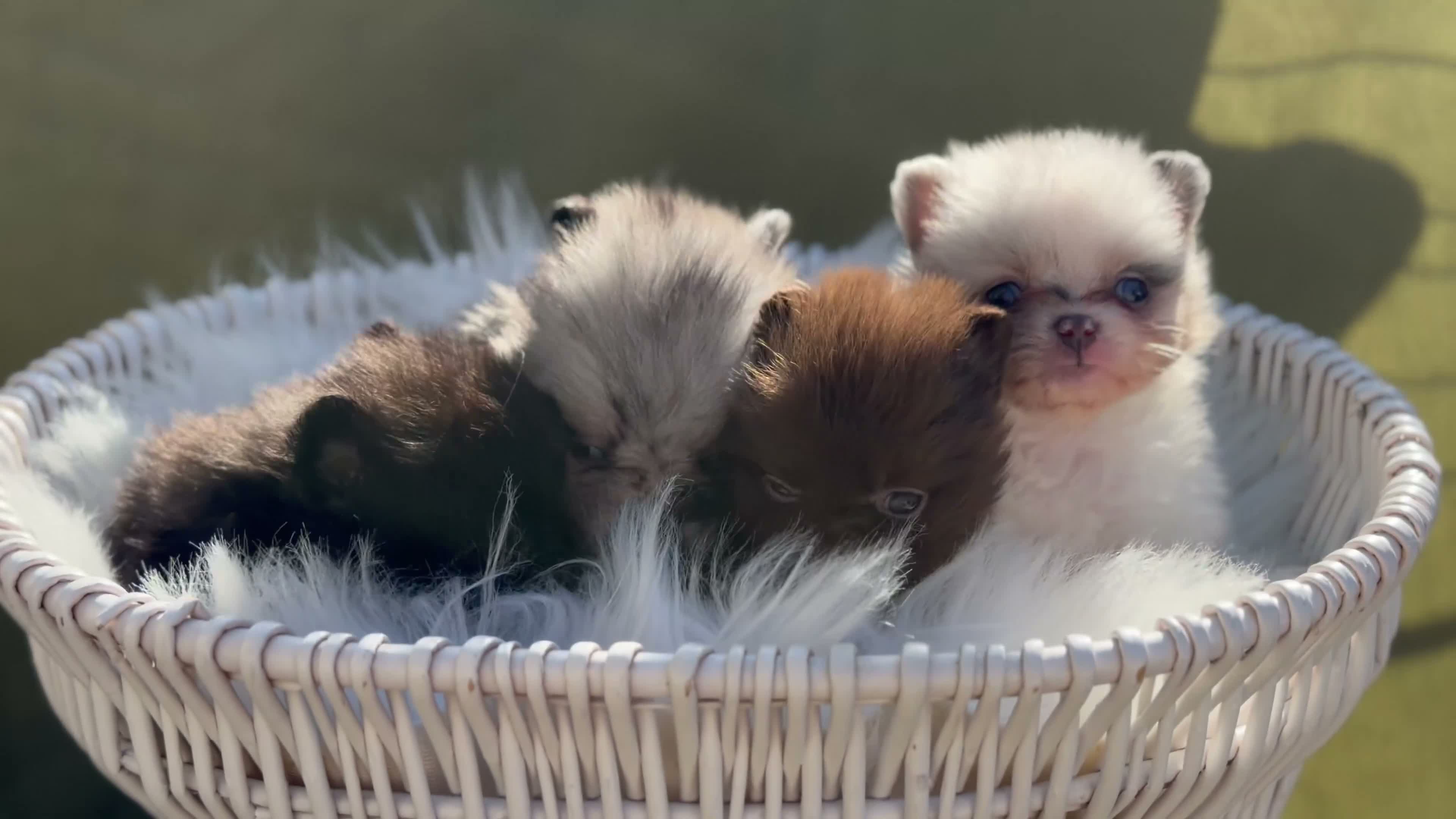 Pomeranian dogs for sale: BEAUTIFUL TEDDY FACE POMERANIAN PUPPIES KC ❤️✨ - Video 4