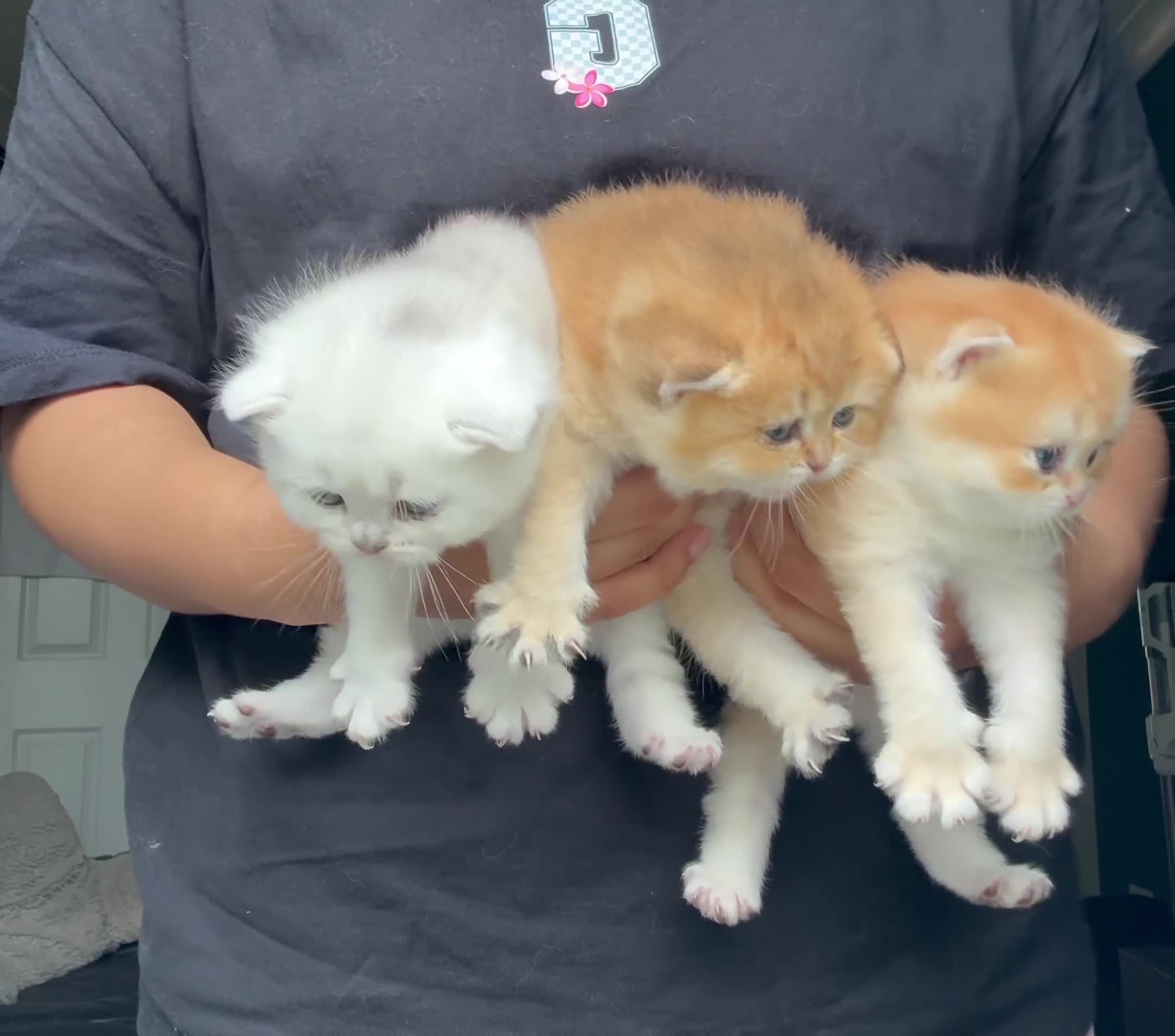British Shorthair cats for sale: BSH - golden and silverline in Birmingham - Video 4