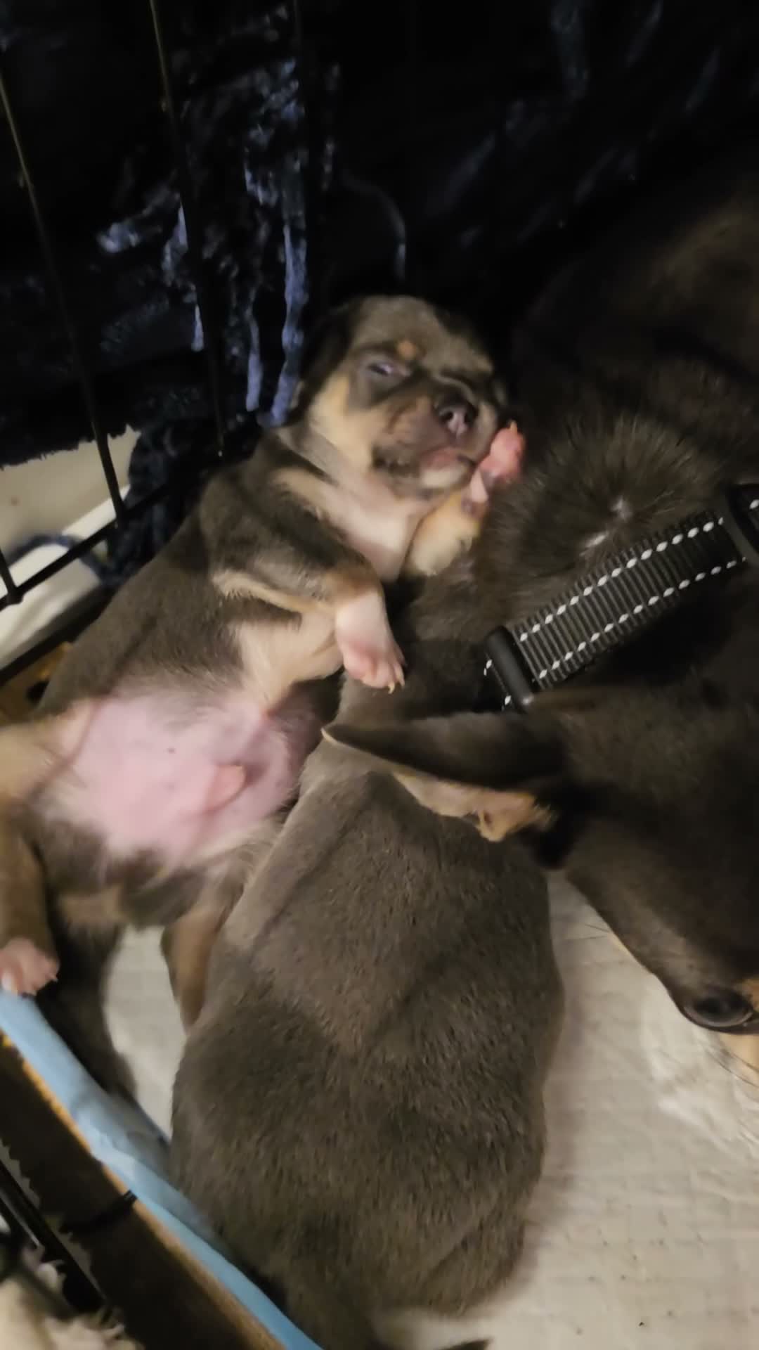 Chihuahua dogs for sale: Chihuahua Blue Tri. 1 Boy 1 Girl   - Video 5