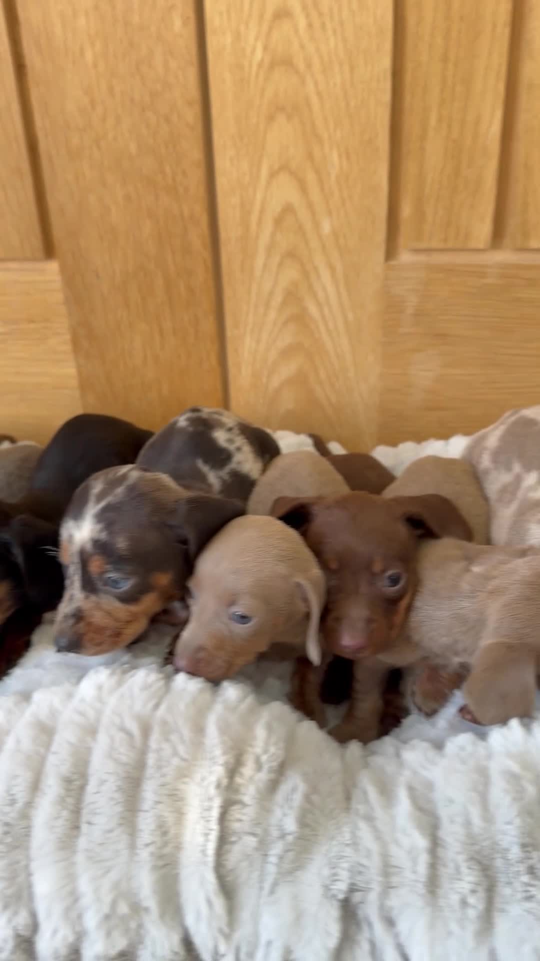Miniature Dachshund dogs for sale: Miniature dachshund puppies  - Video 2