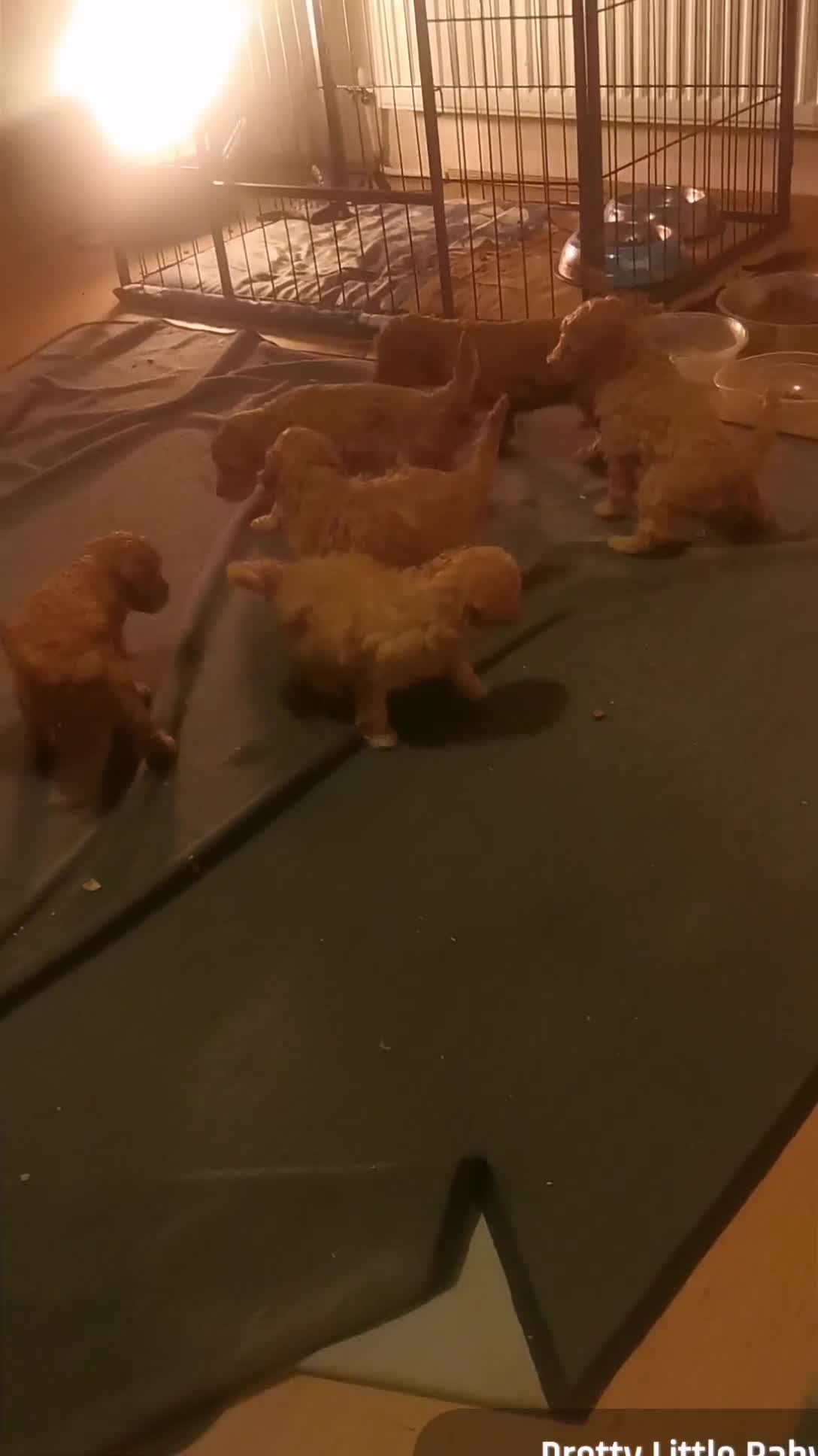 Toy Poodle dogs for sale: HIGH QUALITY KC REGISTERED RED TOY POODLES  - Video 1