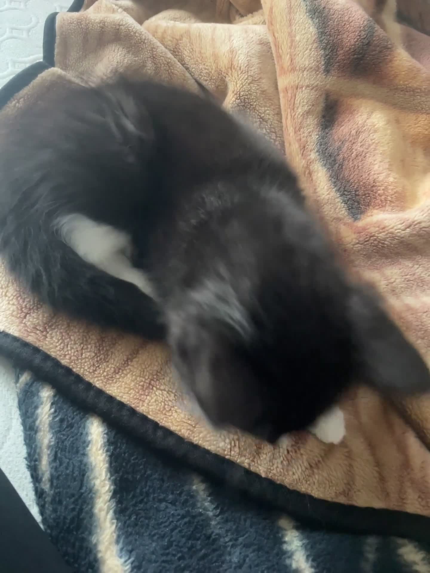 Mixed Breed cats for sale: Fluffy Bonded sisters ready for a loving home ❤️  - Video 2