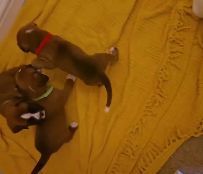 Boxer dogs for sale: Boxer puppies looking for their forever homes  - Video 2