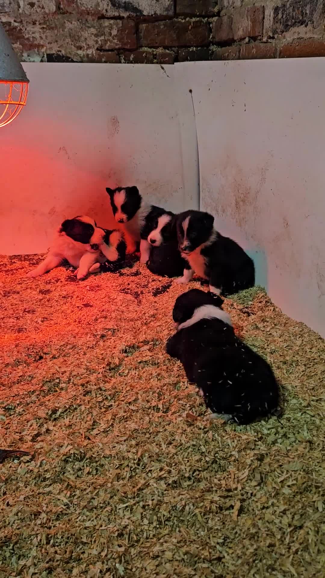 Border Collie dogs for sale: Border Collie puppies for sale  - Video 1