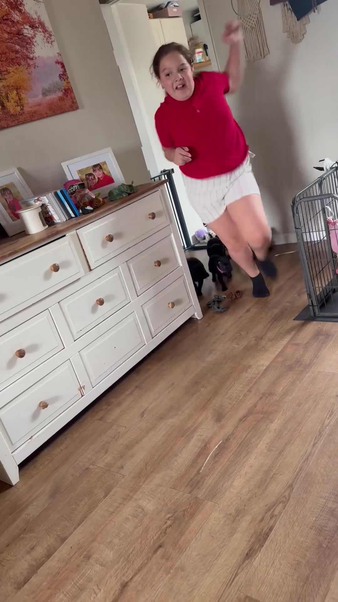 Staffordshire Bull Terrier dogs for sale: Ready to leave 23rd, staffy puppys(great quality)  - Video 1
