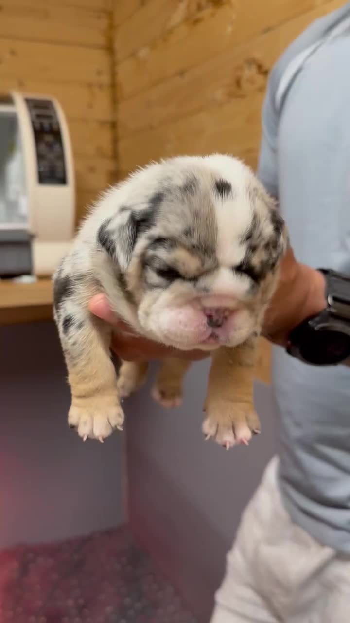 English Bulldog dogs for sale: English bulldog  - Video 1