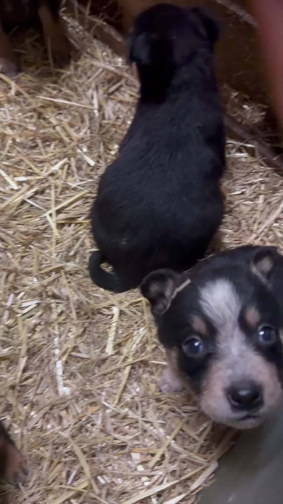 Mixed Breed dogs for sale: kelpie/blue heelers - Video 2