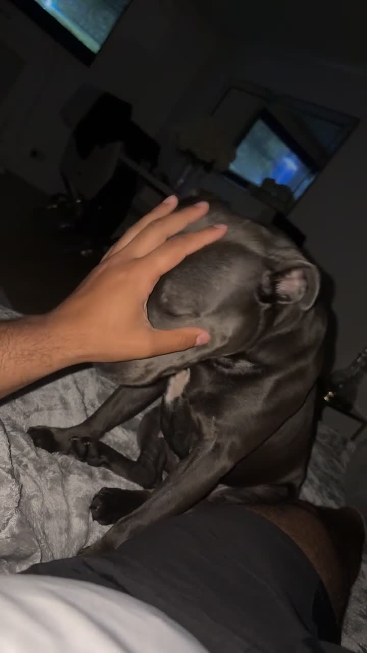 Staffordshire Bull Terrier dogs for sale: Blu 💙 - Video 2