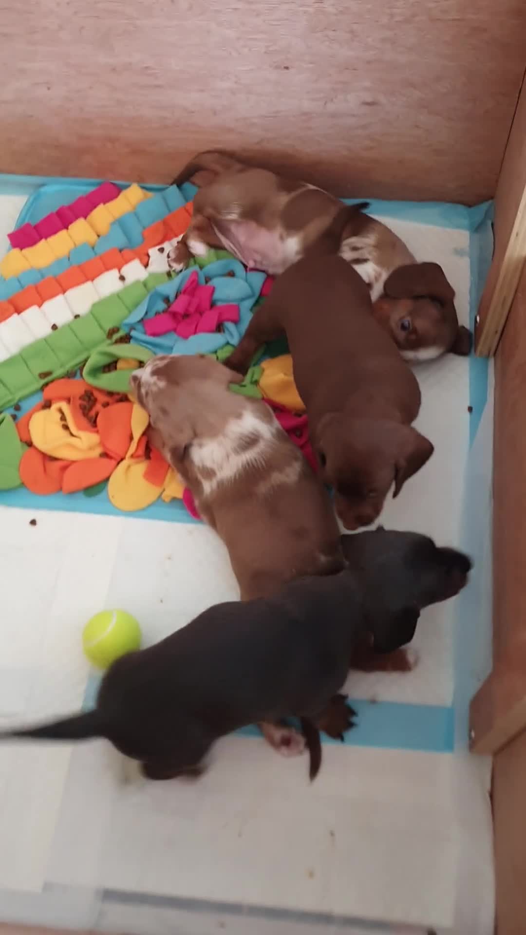 Dachshund dogs for sale: Miniature Dacshund  - Video 1