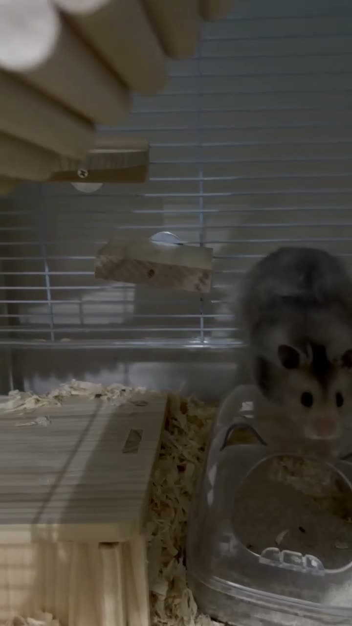 Hamster rodents for sale: Syrian Hamster For Sale in Dudley - Video 2