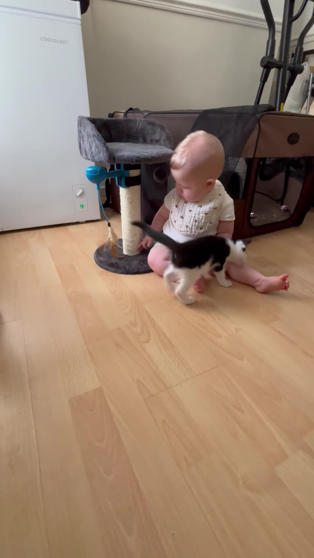 British Shorthair cats for sale: Jasper 11 weeks old  - Video 1
