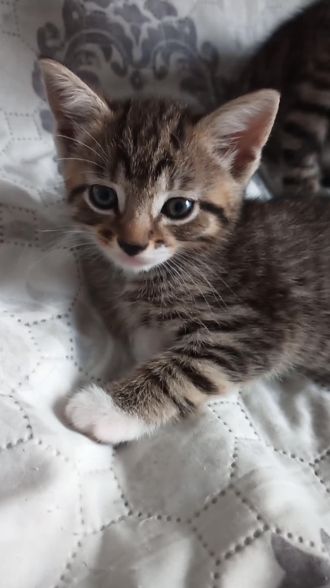Siberian cats for sale: 4 kittens for sale - Video 2