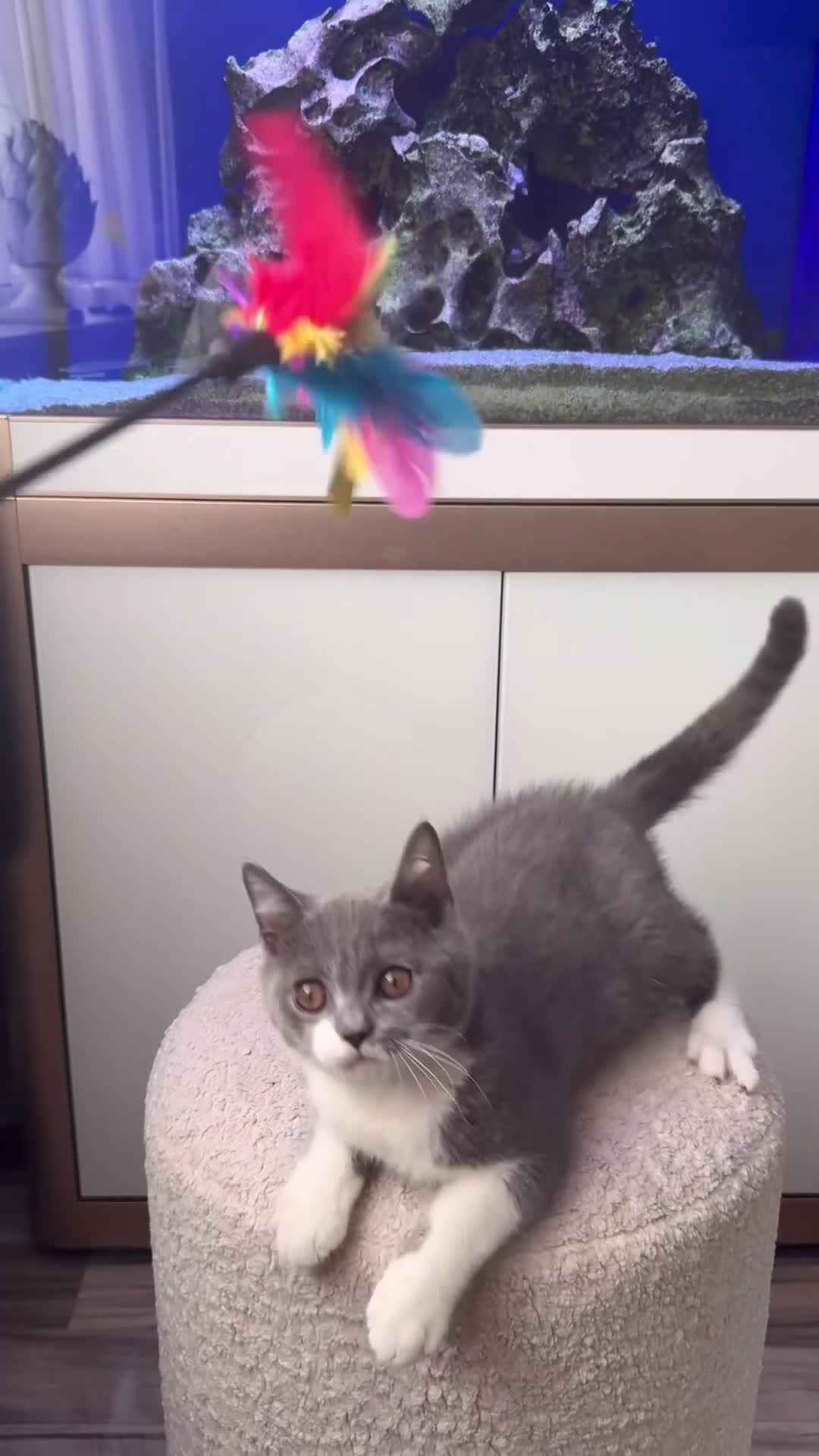 British Shorthair cats for sale: READY NOW 💙 Blue British Shorthair Kittens 💙 - Video 3