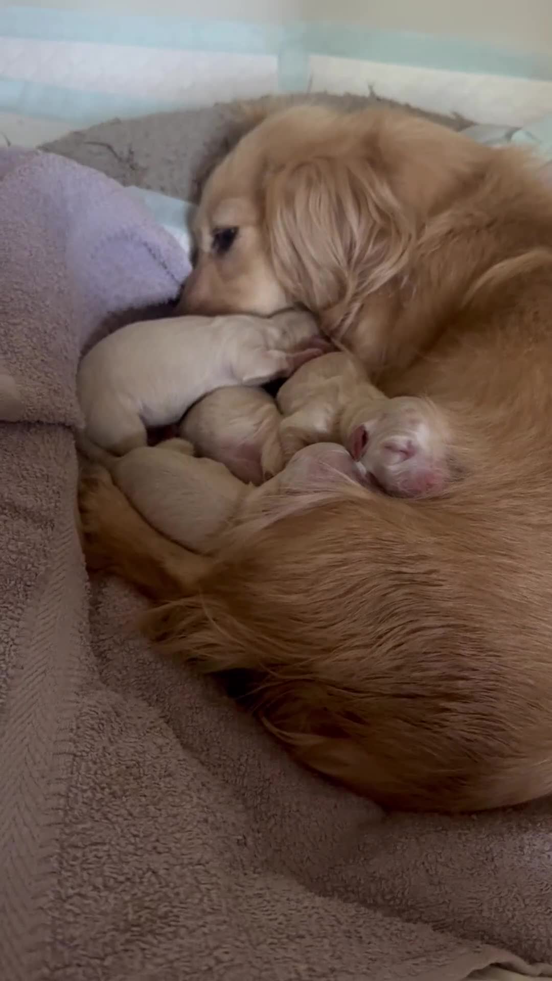 Dachshund dogs for sale: Fluffy miniature dachshund - Video 4