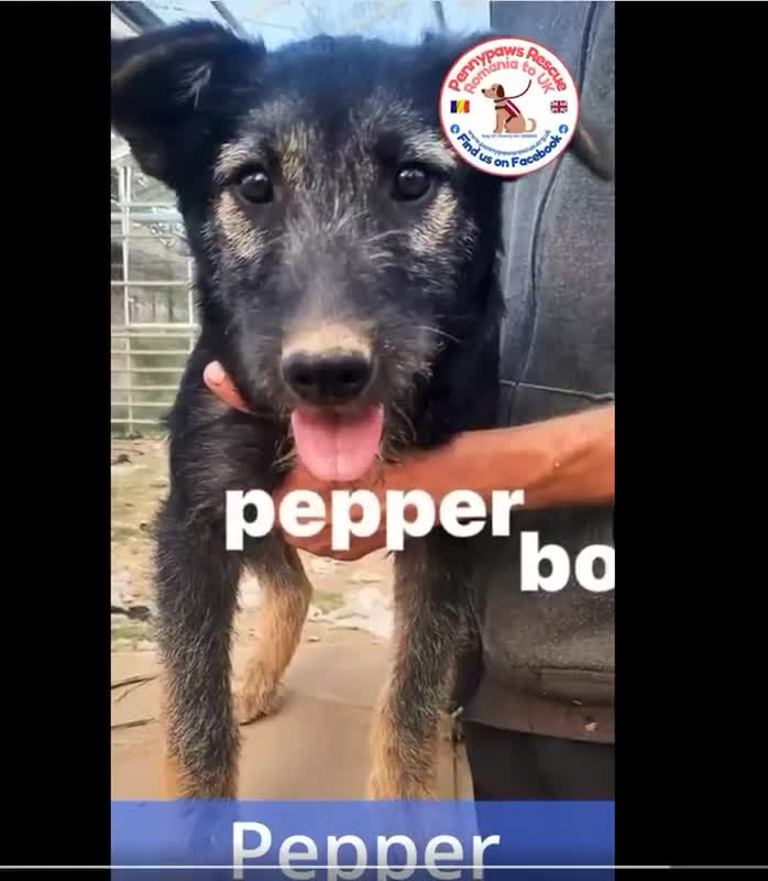 Mixed Breed dogs for adoption: 💝💝💝INTRODUCING 🐾🐾PEPPER🐾🐾SWEET, YOUNG BOY🐾 - Video 1