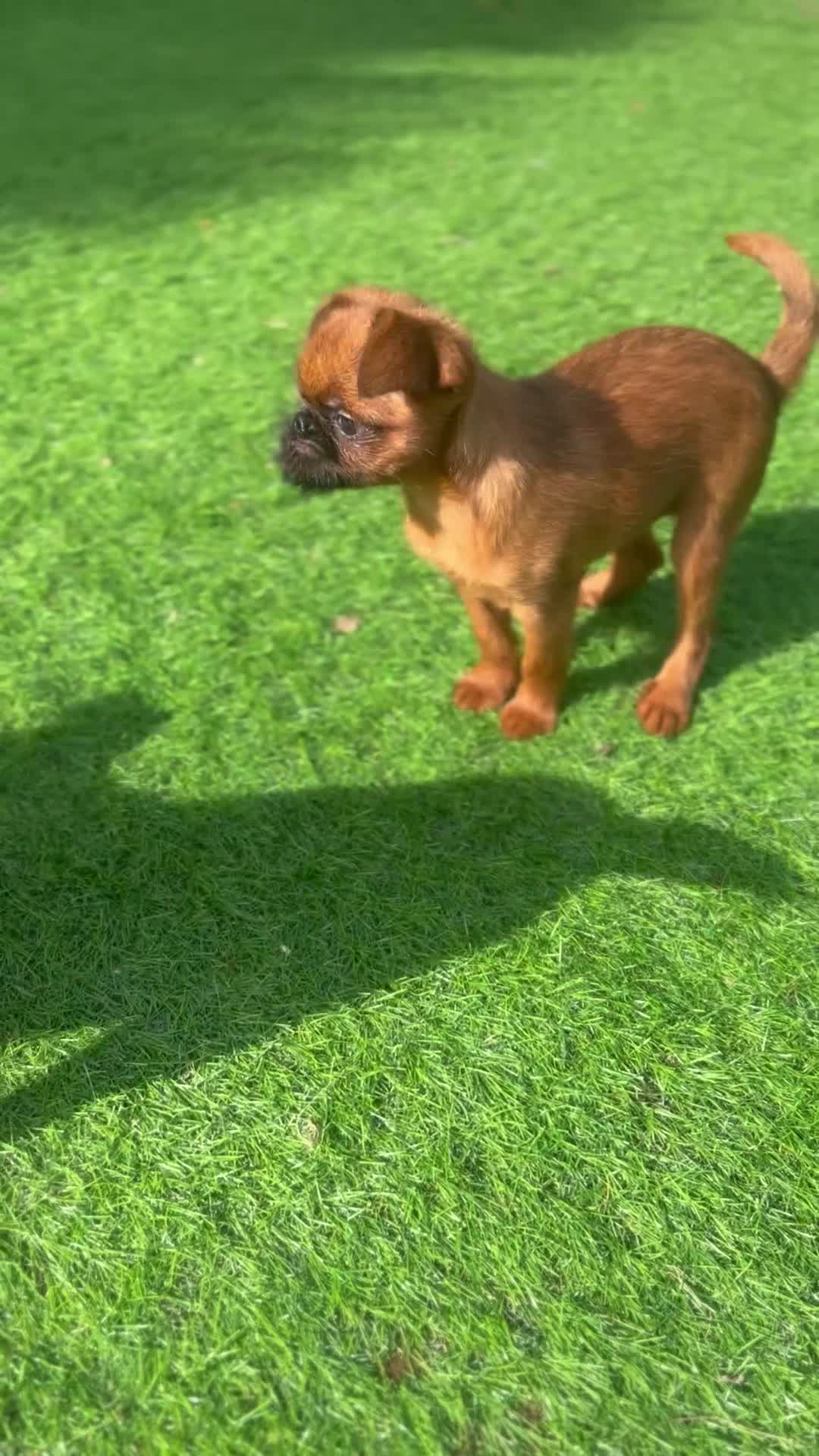 Griffon Bruxellois dogs for sale: KC reg griffon litter girls only red rough  - Video 1