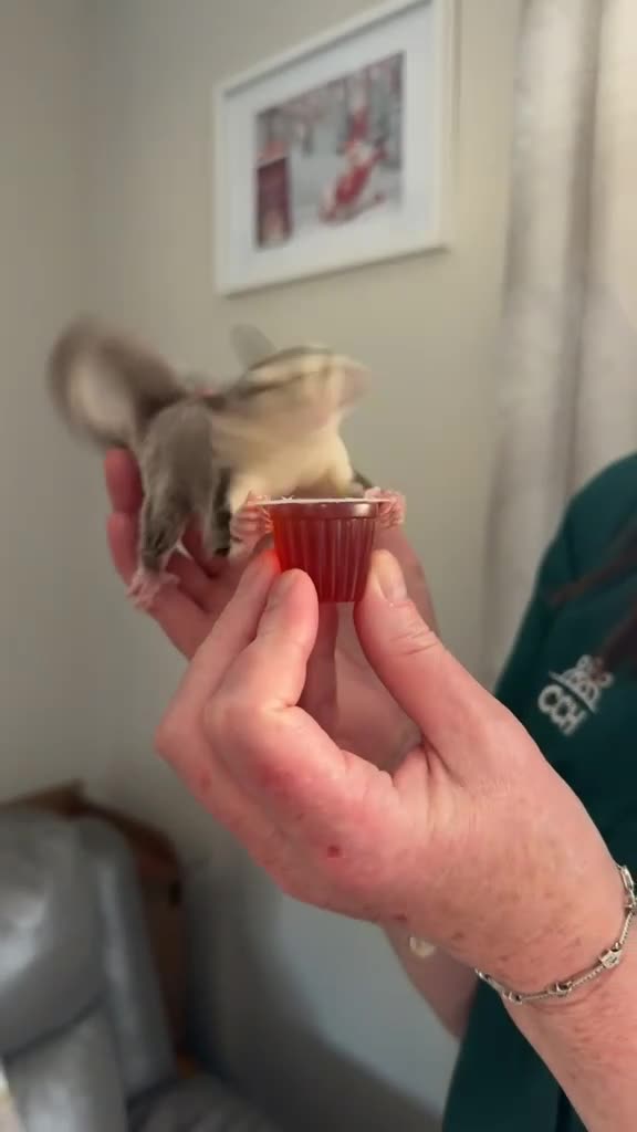 Sugar Glider rodents for sale: twin sugar gliders  - Video 2