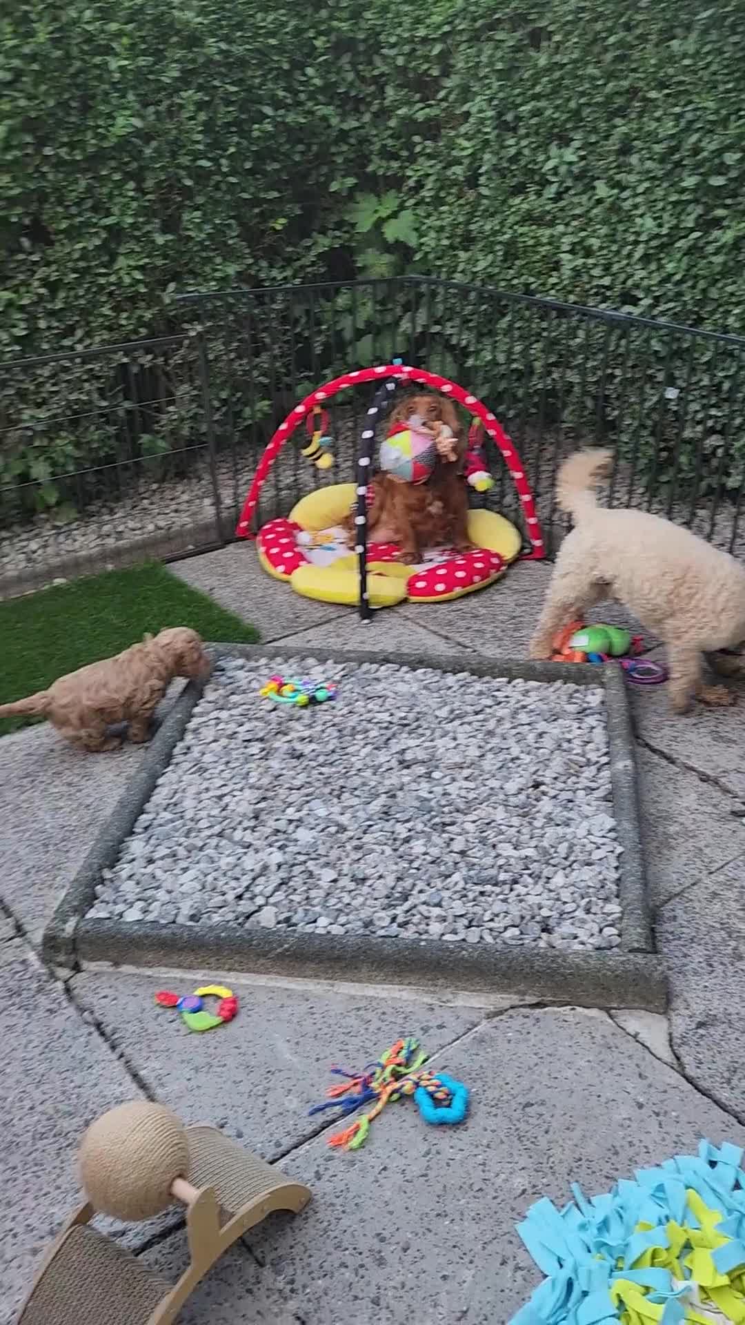 Cockapoo dogs for sale: Beautiful F1 Cockapoo Puppies  - Video 1