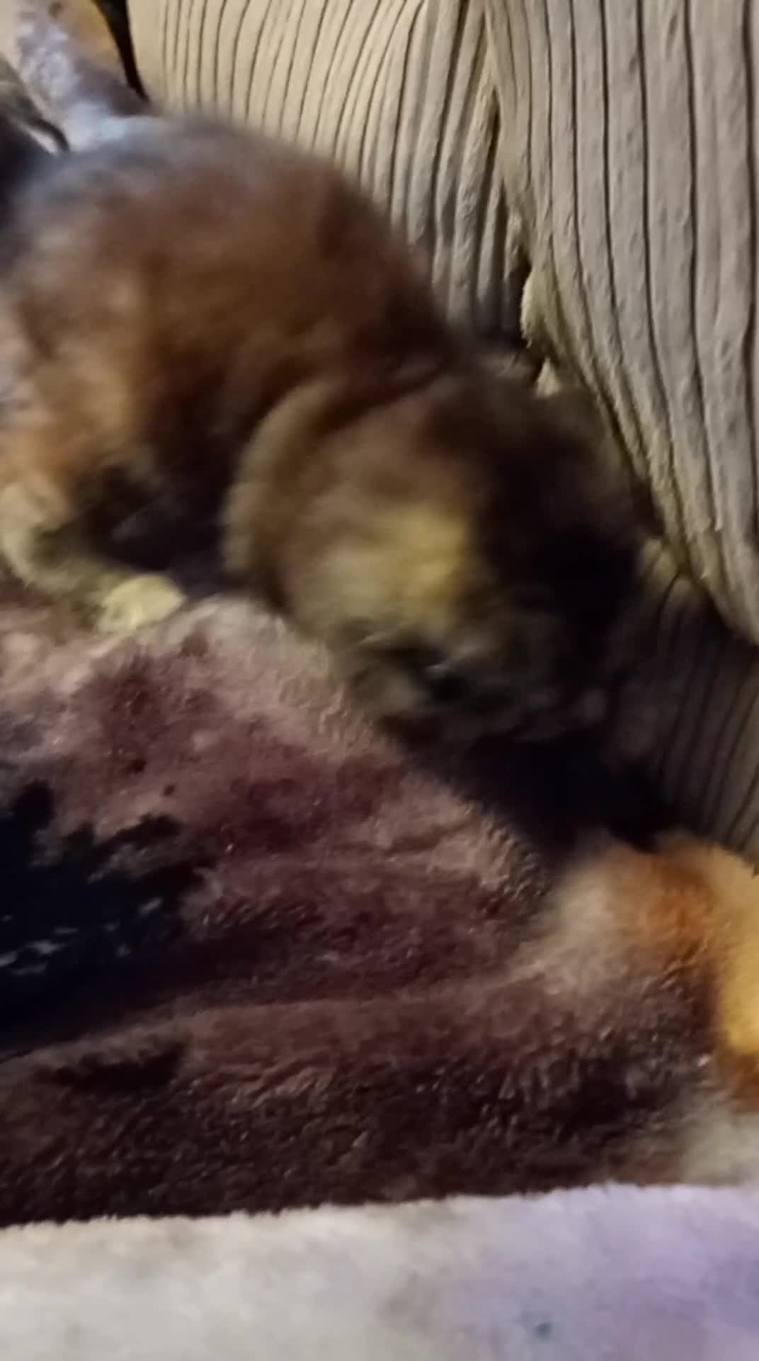 Mixed Breed cats for sale: Fully kitten  - Video 3