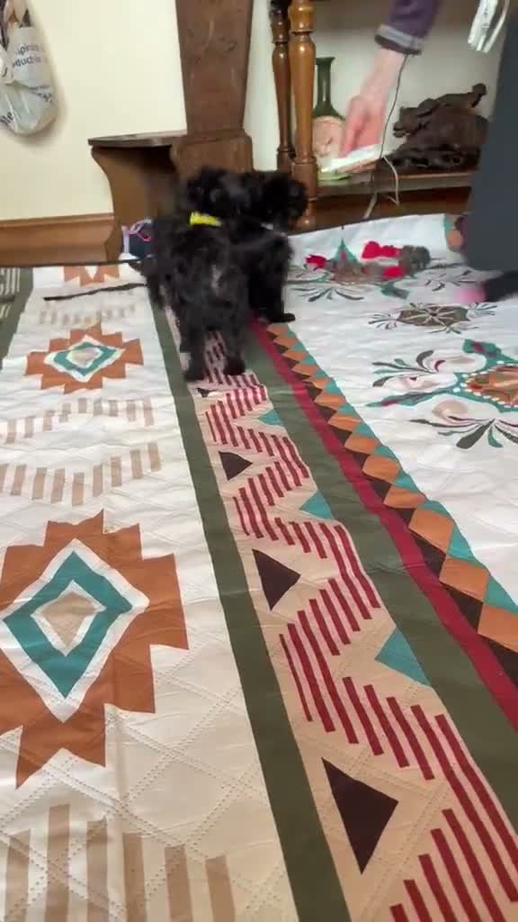 Affenpinscher dogs for sale: AFFENPINCHER PUPPIES - 2 beautiful male puppies in Castle Douglas - Video 1