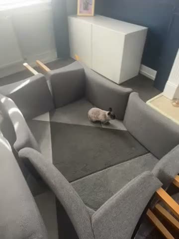 Netherland Dwarf rabbits for sale: Thumper  in London - Video 1