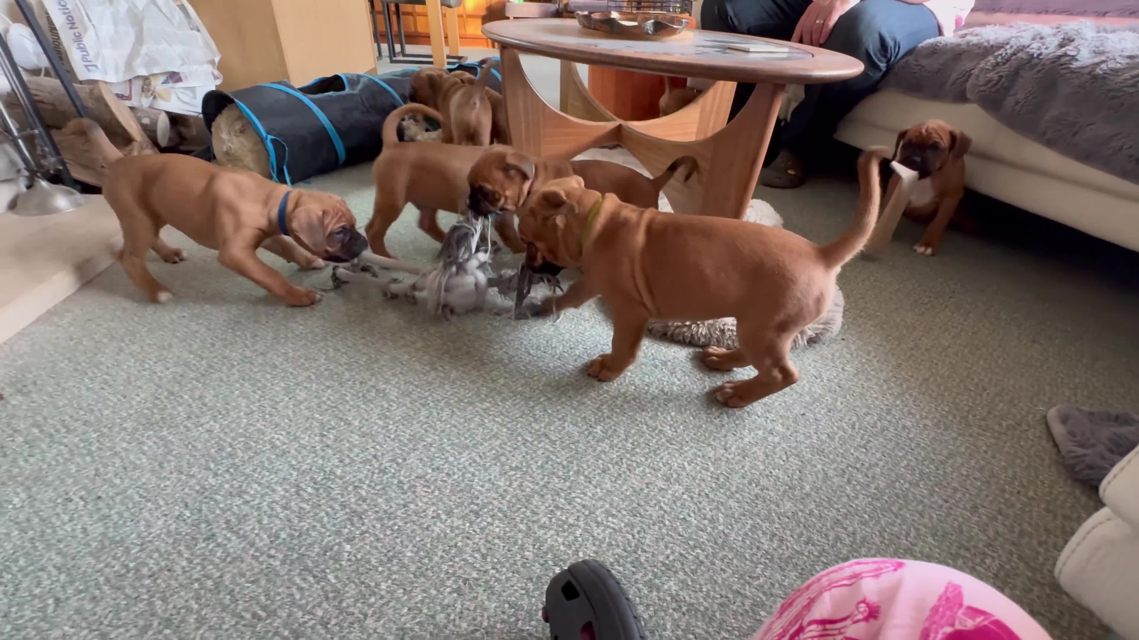 Boxer dogs for sale: 1 Female Boxer X Puppies-Ready Now - Video 2