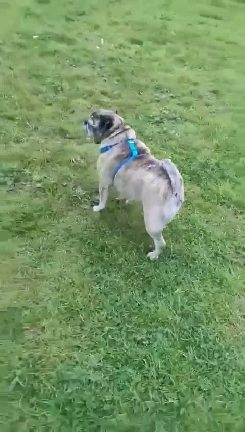 Pug dogs for adoption: Little Lola needs urgent Foster or Home in Waltham Abbey - Video 1