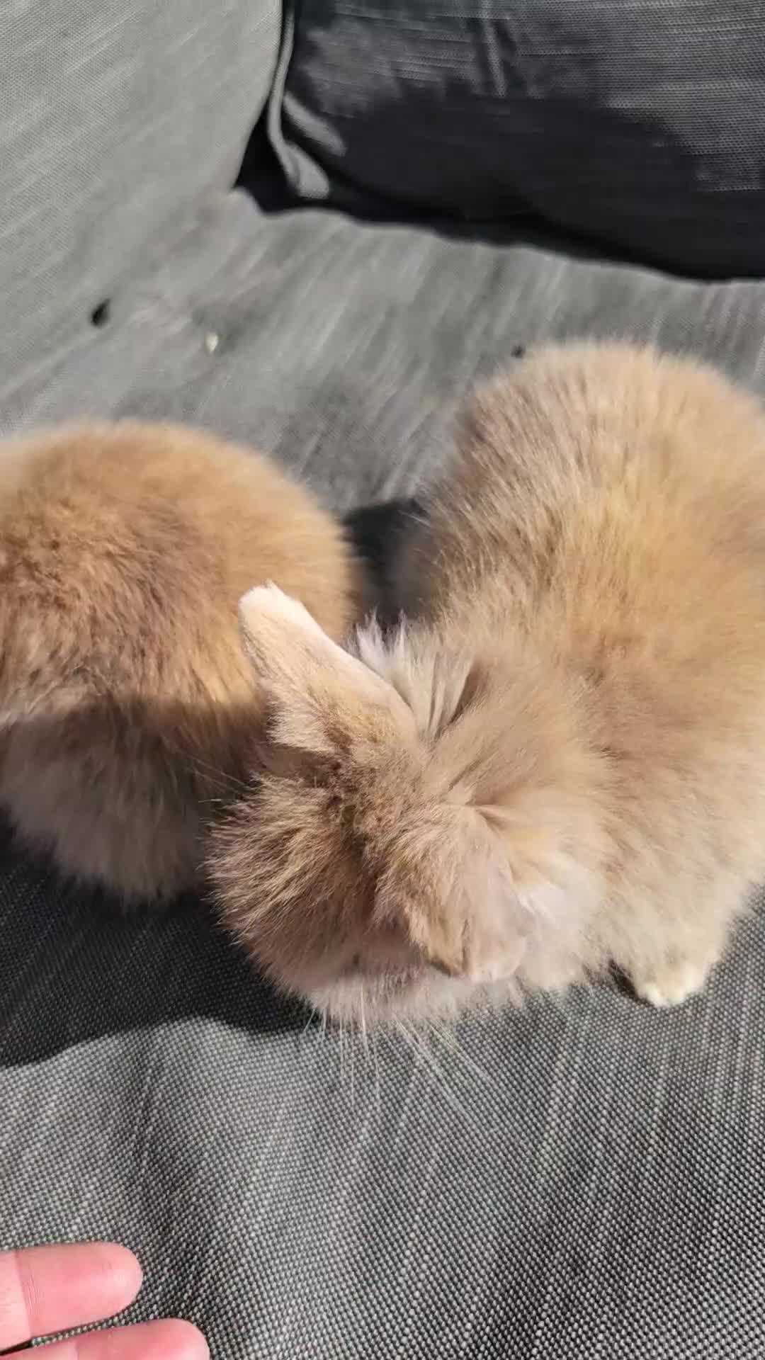 Lionhead rabbits for sale: Double Maned Lionhead babies - Video 1