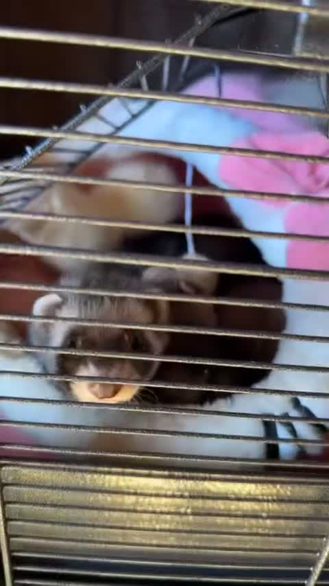 Ferret rodents for sale: 2 female ferrets  - Video 1