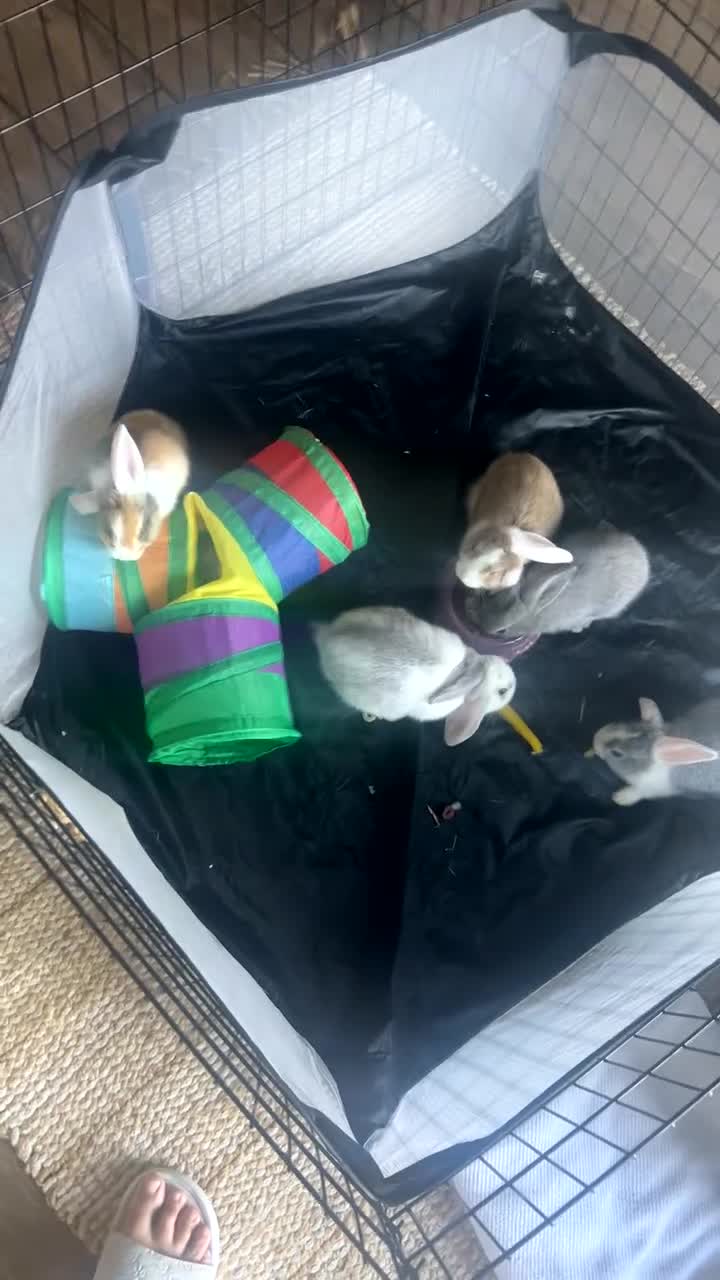 Mini Lop rabbits for sale: Beautiful French-mini lops *1 left* - Video 1
