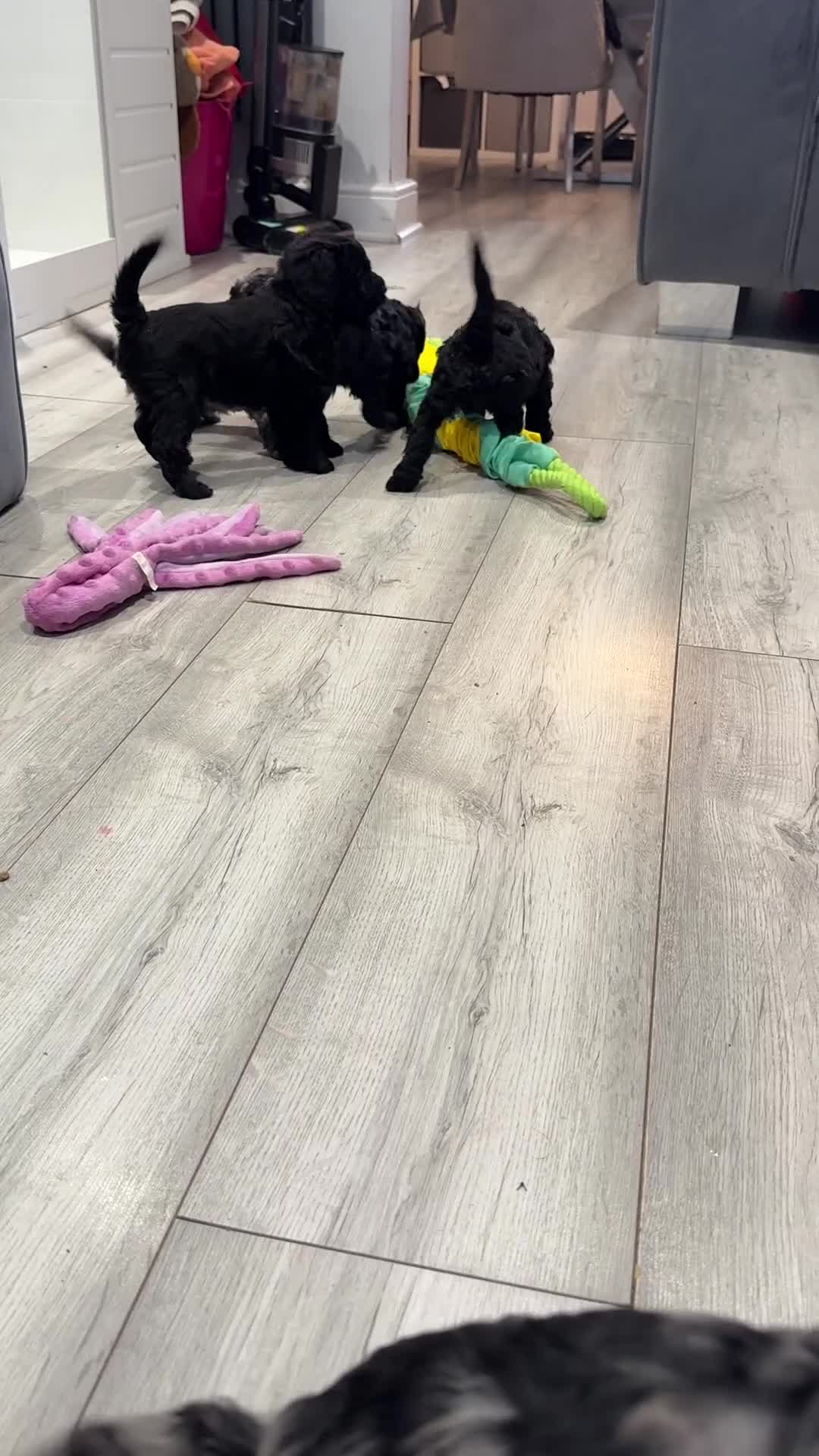 Labradoodle dogs for sale: F1bb labradoodle puppies black curly coat 🧬 clear - Video 1