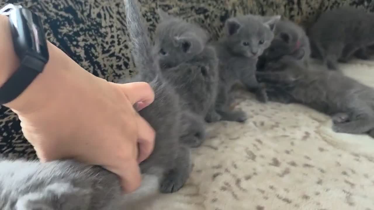 Russian Blue cats for sale: READY! TICA pedigree RUSSIAN BLUE stunning kittens - Video 1