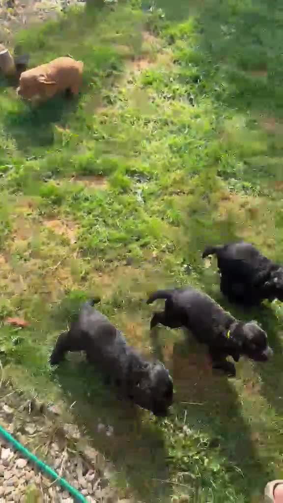 Cocker Spaniel dogs for sale: KC Registered FTCH bloodline Working Cocker Pups - Video 2