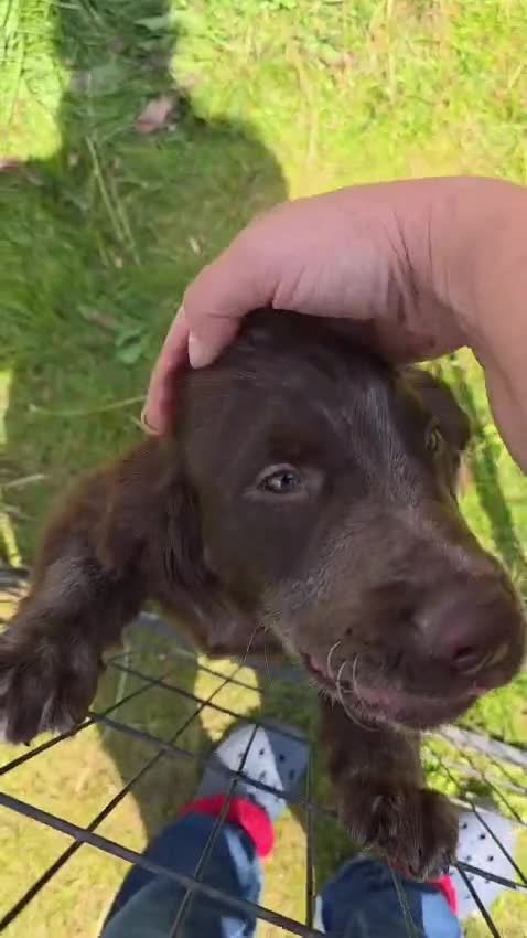 Cocker Spaniel dogs for sale: Wilson KC Registered Looking For Forever Home - Video 1