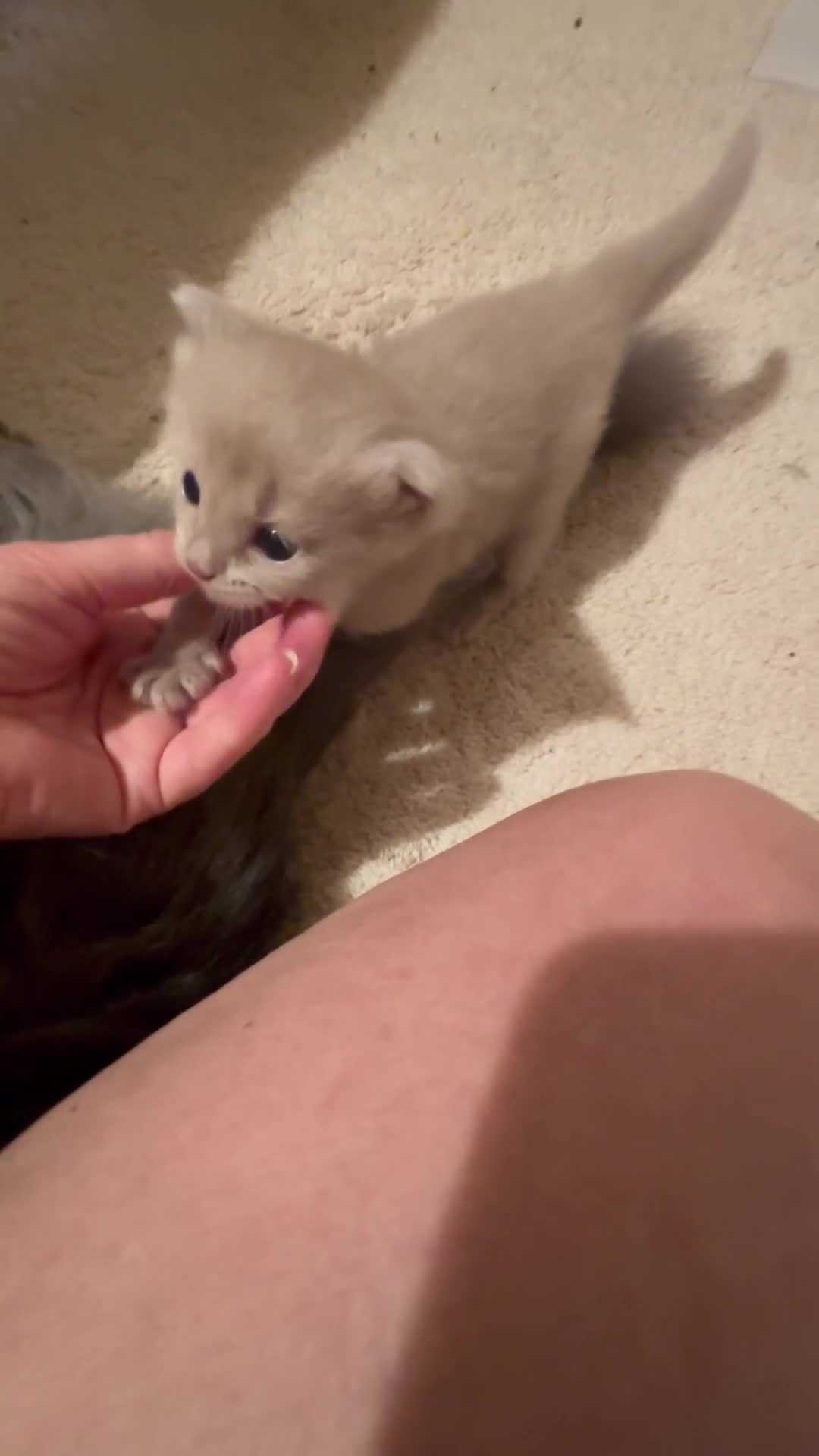 Ragdoll cats for sale: RARE PURE BRED FAWN RAGDOLL BABIES - Video 2