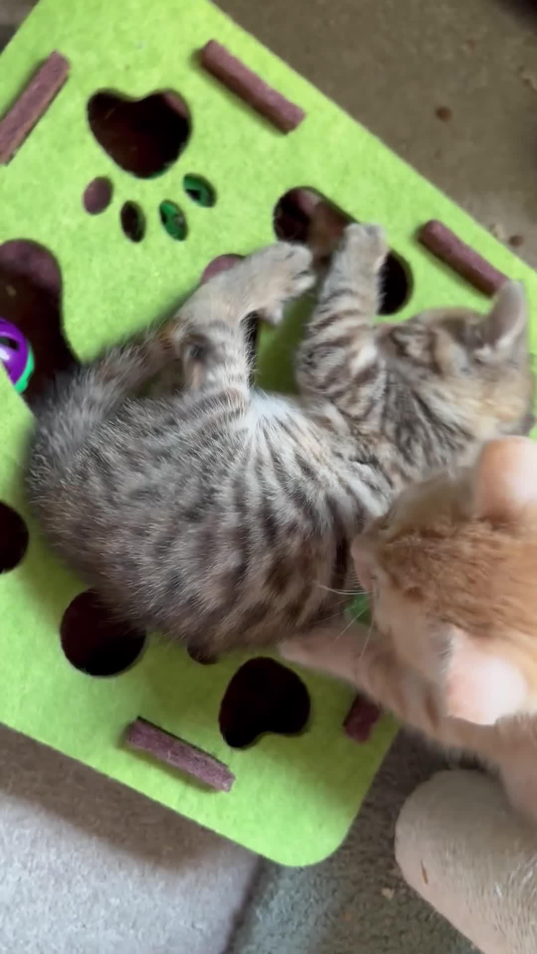 Mixed Breed cats for sale: Amiable mixed kittens  - Video 3