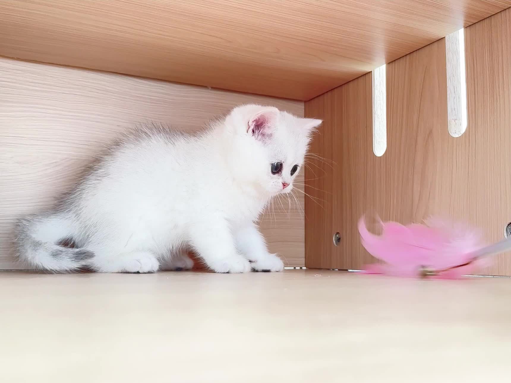 British Shorthair cats for sale: British Shorthair Silver & Golden Shaded Kittens - Video 1