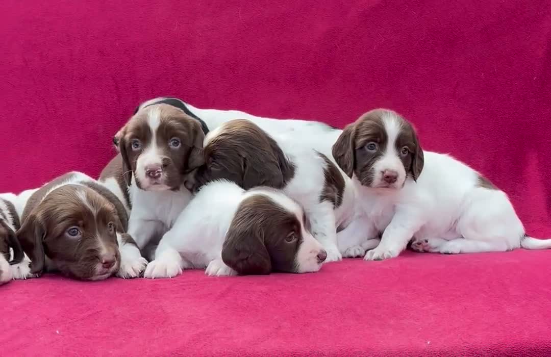 English Springer Spaniel dogs for sale: With an OFF SWITCH springers - Video 4