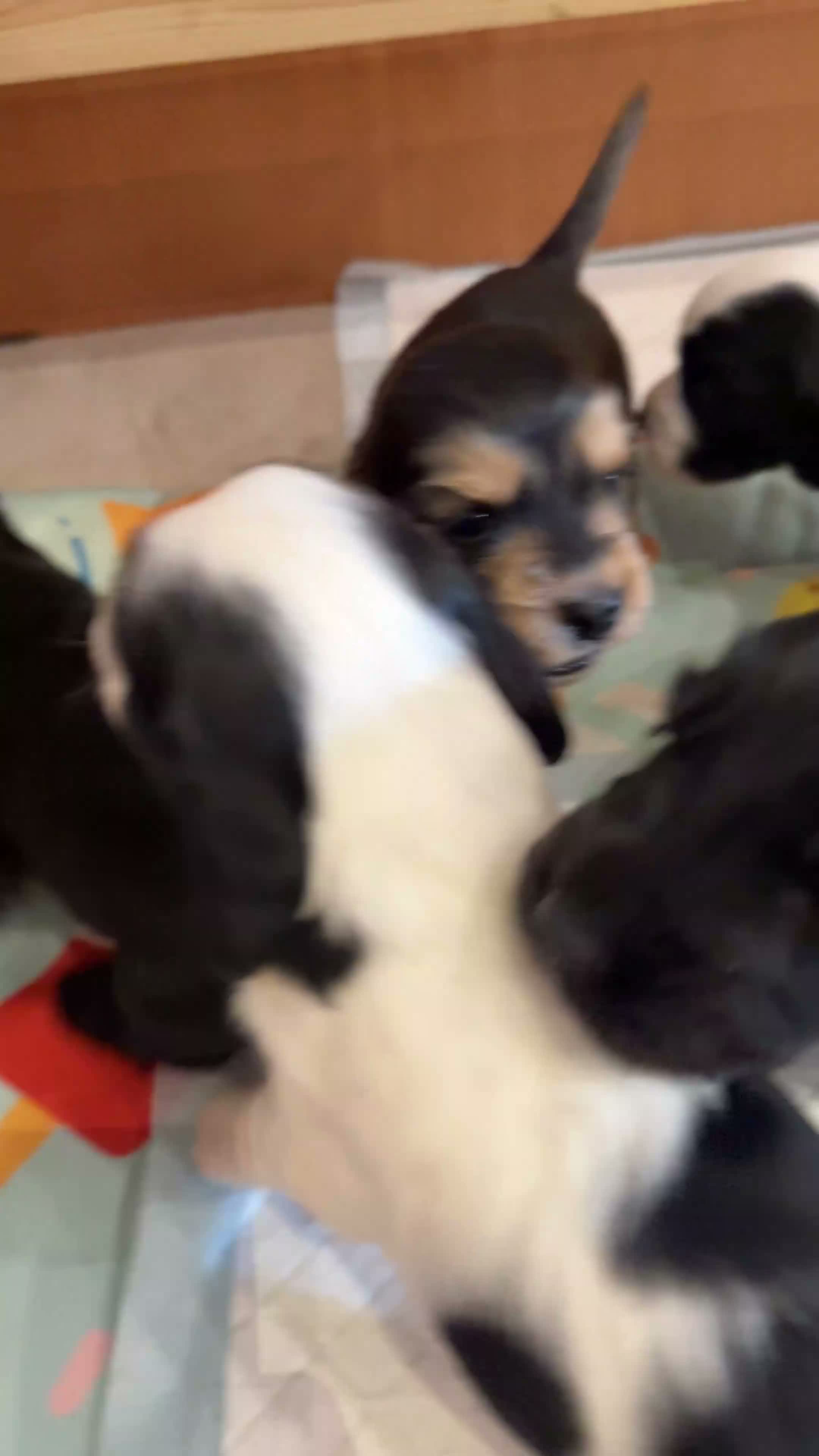 Cocker Spaniel dogs for sale: 7 Beautiful Show Cocker Spaniels - Video 2