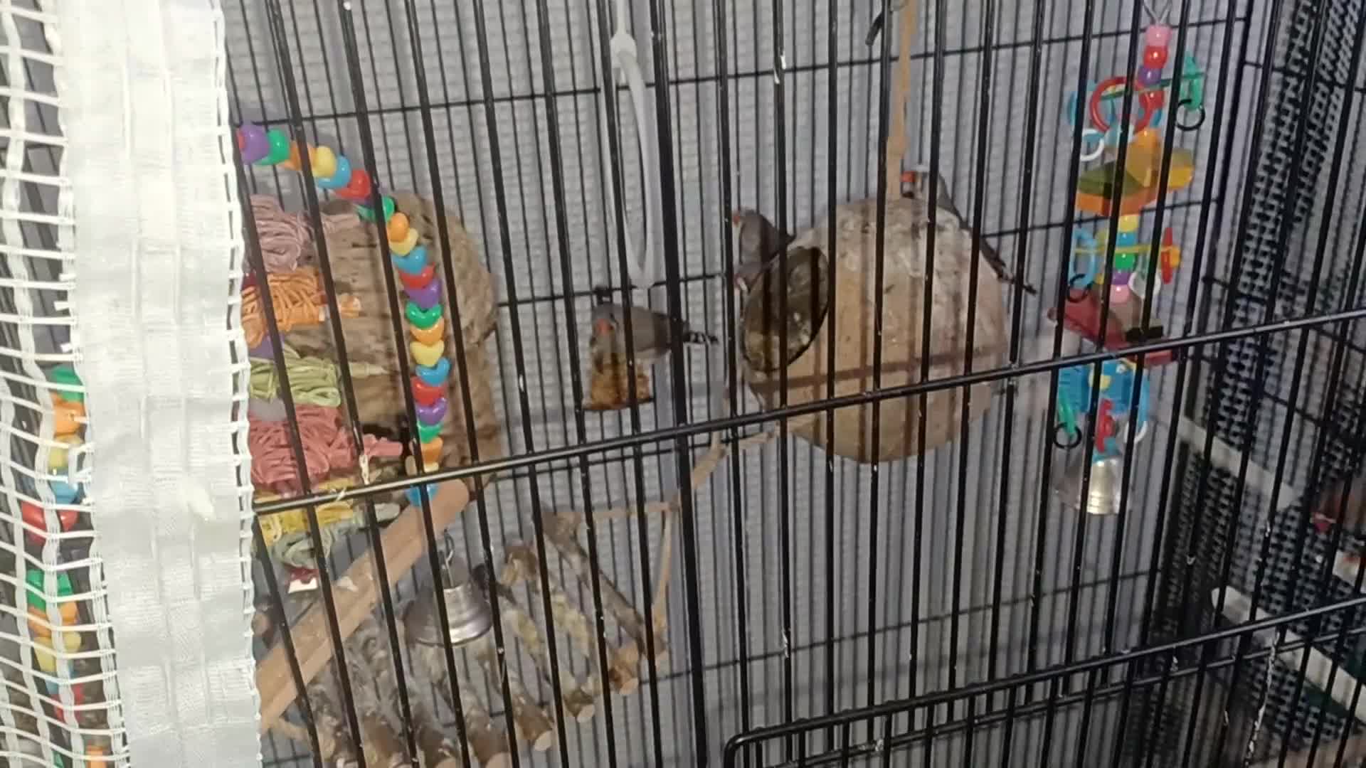 Finches birds for sale: Free Australian Finches - Video 1