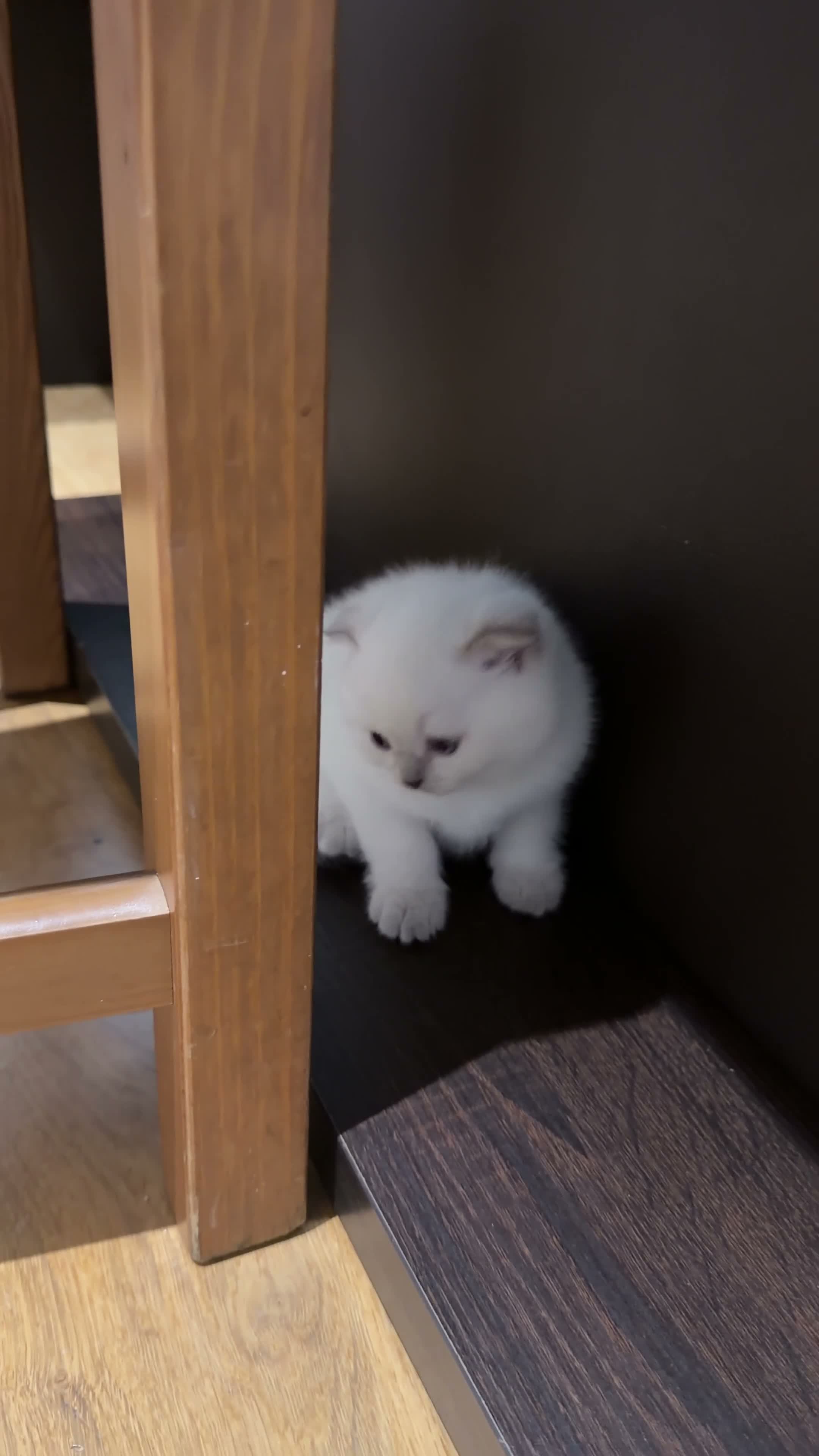 British Shorthair cats for sale: Two Scottish Fold and Two British Shorthair  - Video 3
