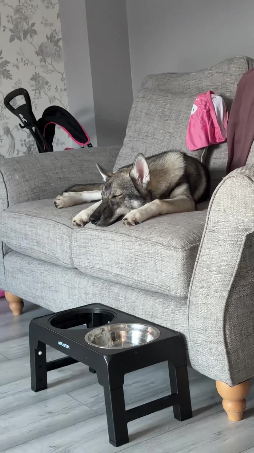Siberian Husky dogs for sale: This is Reeko his is a 6 month old Siberian husky  in Ellesmere Port - Video 1