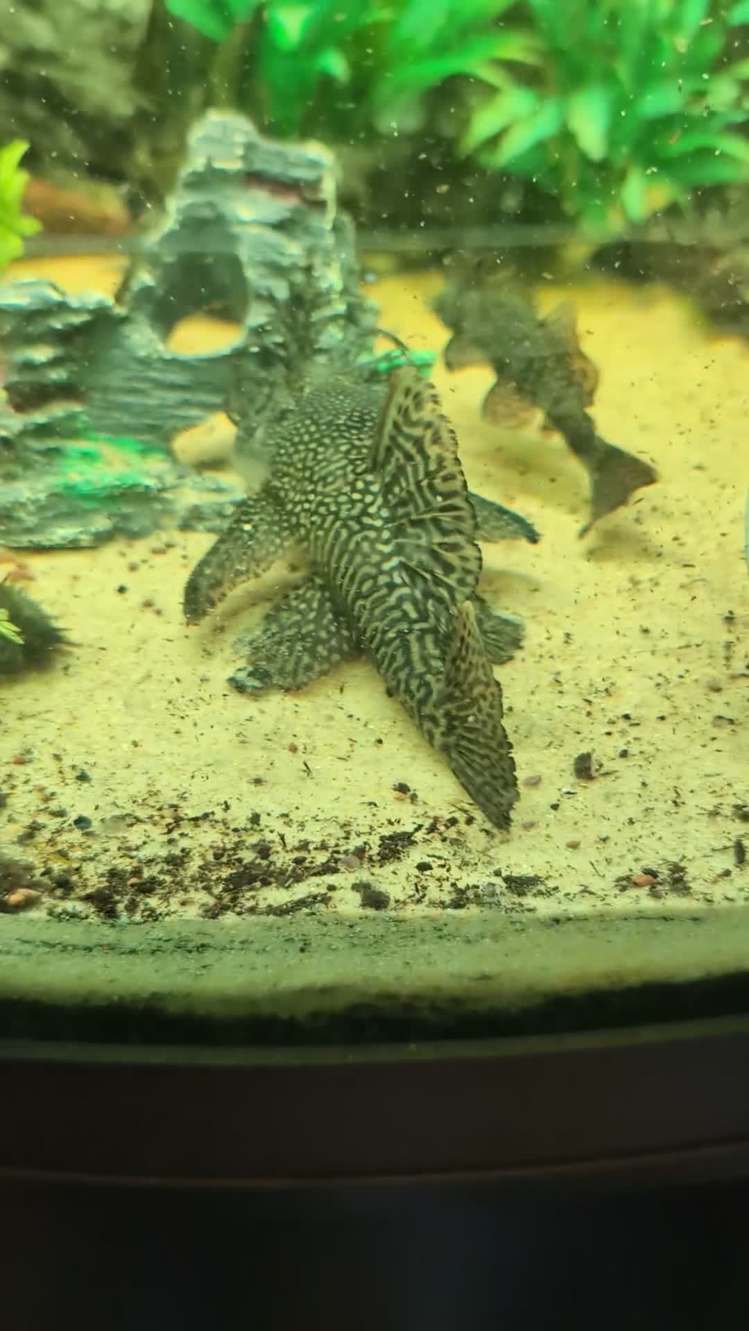 Plecos fish for sale: Male and female plecs  - Video 1