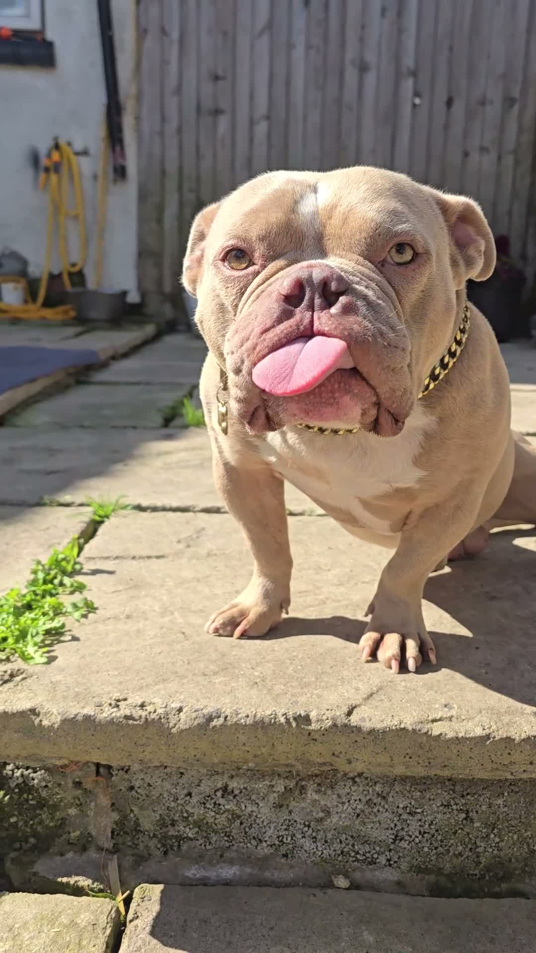 American Bully dogs for sale: 3 years old American pocket bully for sale - Video 1