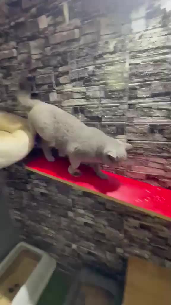 British Shorthair cats for sale: rosie in Smethwick - Video 1