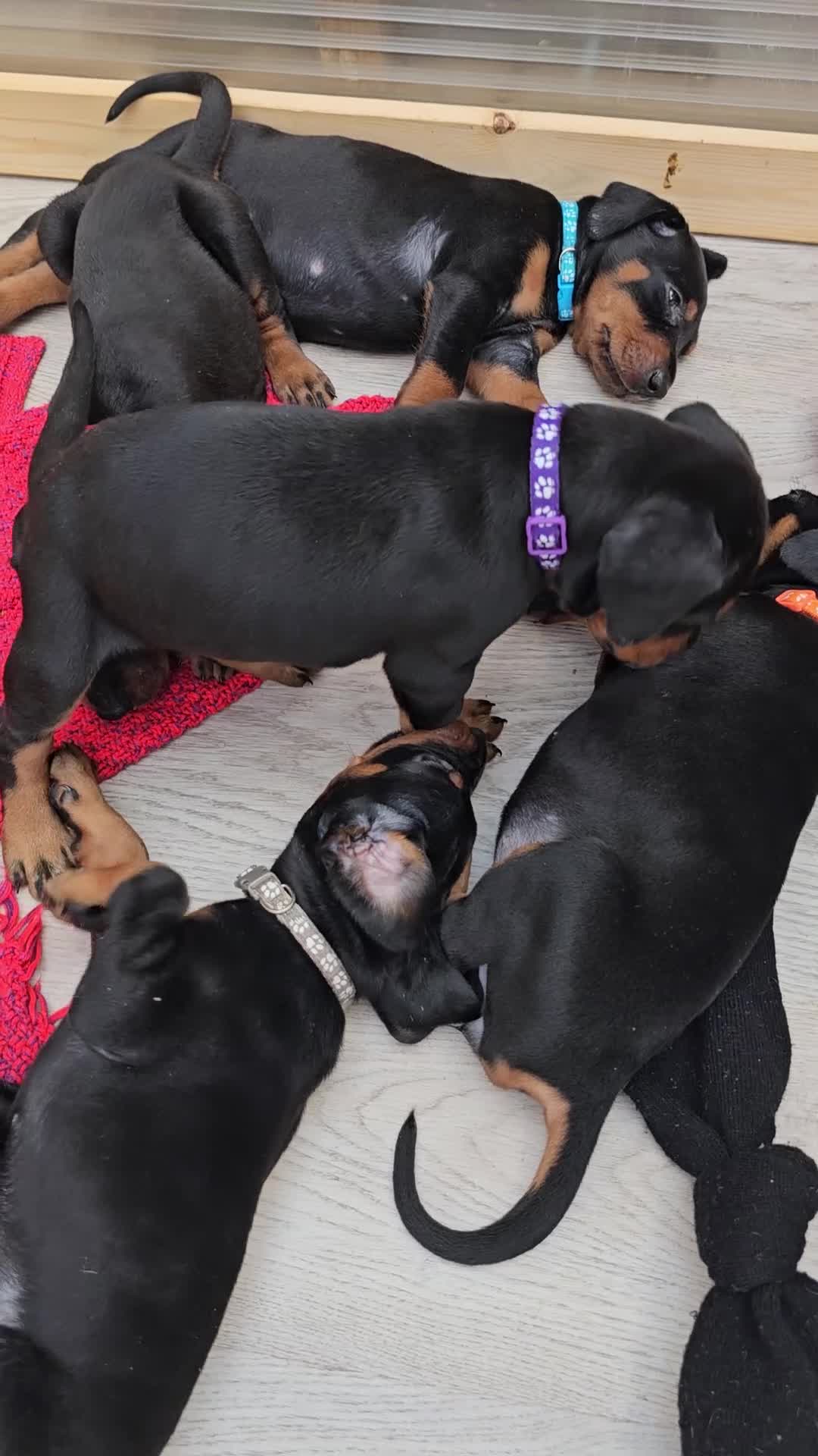 Dobermann dogs for sale: Gorgeous Full Pedigree Doberman puppies for sale  in Hull - Video 1