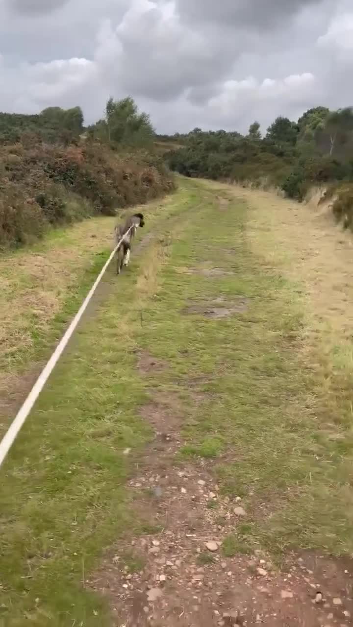 Mixed Breed dogs for adoption: HANK - 3 Years Old, Large Mixed Breed Boy - Video 1