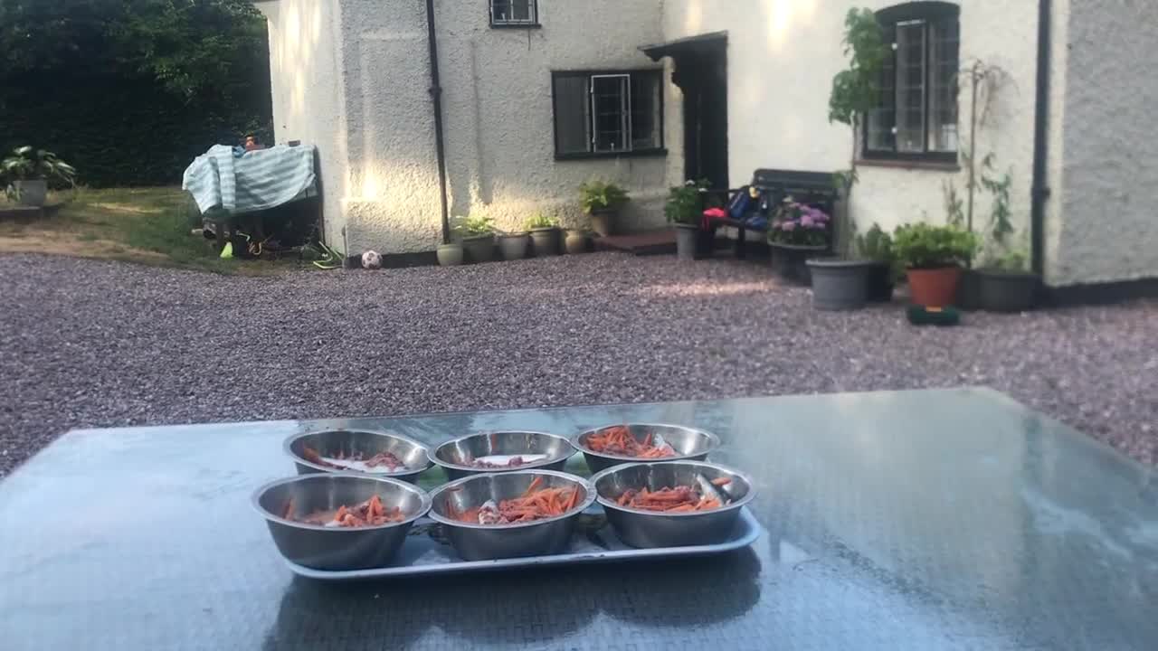 Dobermann dogs for sale: Mr Blue- A truly Free Range Doberman - Video 2